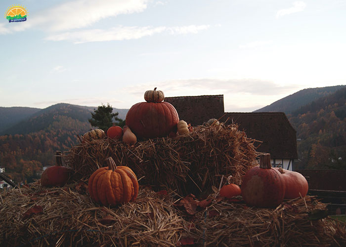خواص کدو حلوایی برای کبد