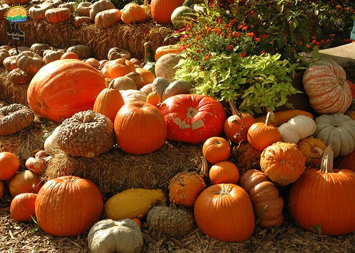 خواص کدو حلوایی برای مردان