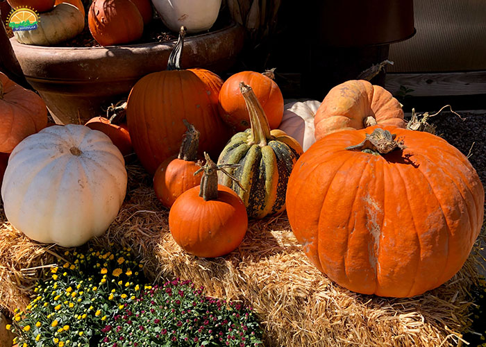 خواص کدو حلوایی در طب سنتی