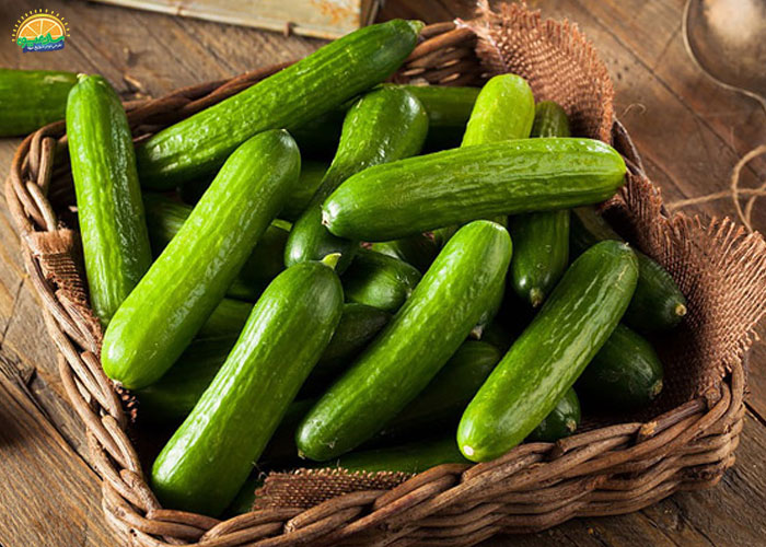 خواص خیار اصفهانی برای پوست