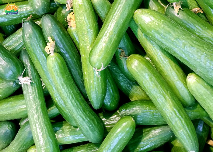 خواص خیار در بارداری