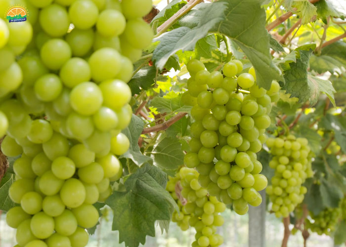 خواص انگور مهره در بارداری