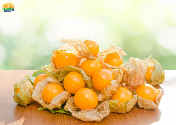 خواص میوه فیسالیس