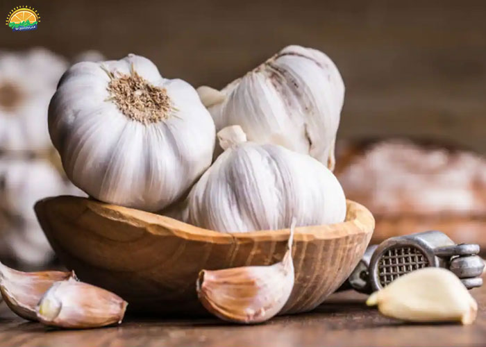 خرید سیر خشک