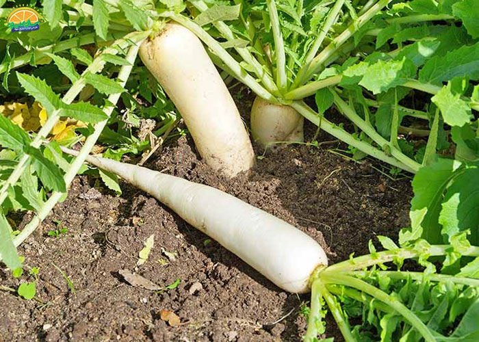 خواص ترب سفید با عسل 