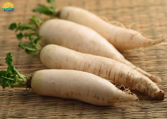 خواص ترب سفید برای سرماخوردگی 