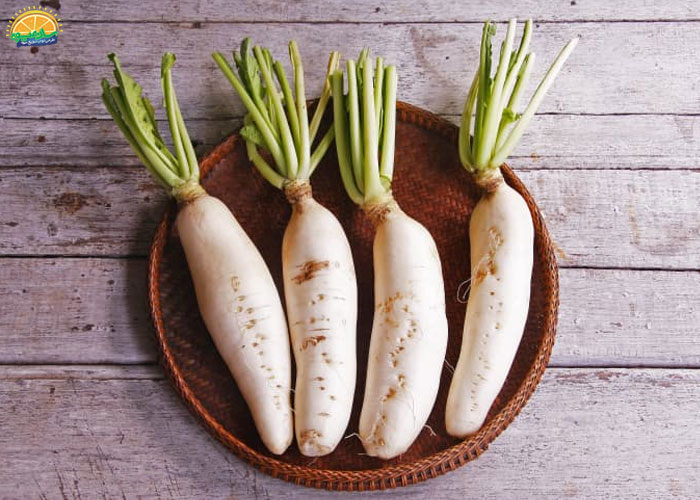 خواص ترب سفید در طب سنتی 