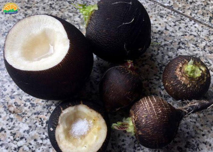 خواص ترب سیاه با عسل