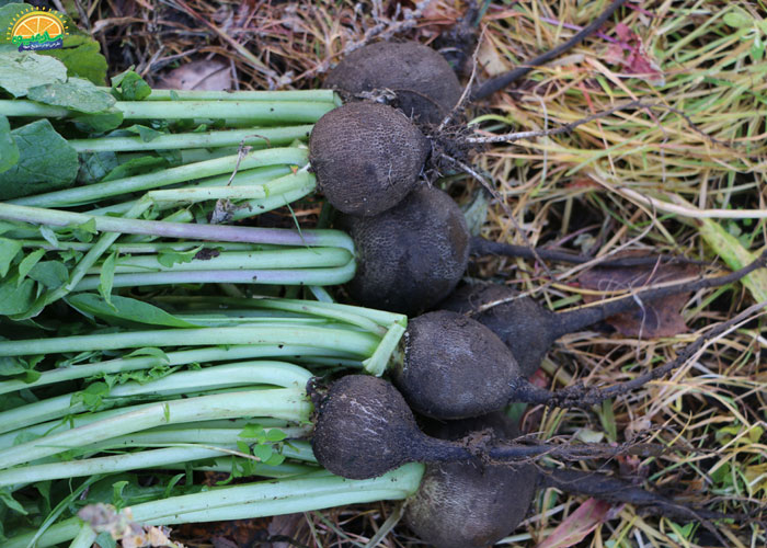 خواص ترب سیاه برای کلیه