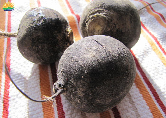 خواص ترب سیاه برای پوست