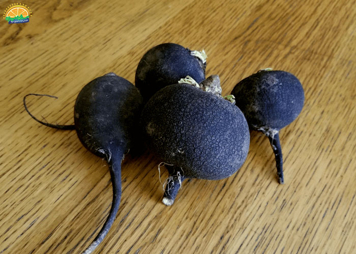 خواص ترب سیاه برای قاعدگی