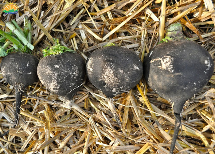 خواص ترب سیاه در طب اسلامی