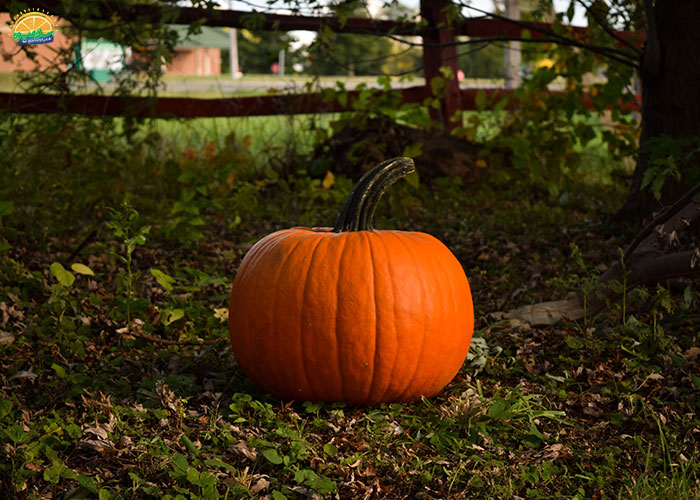 خواص و فواید کدو حلوایی برای کرونا