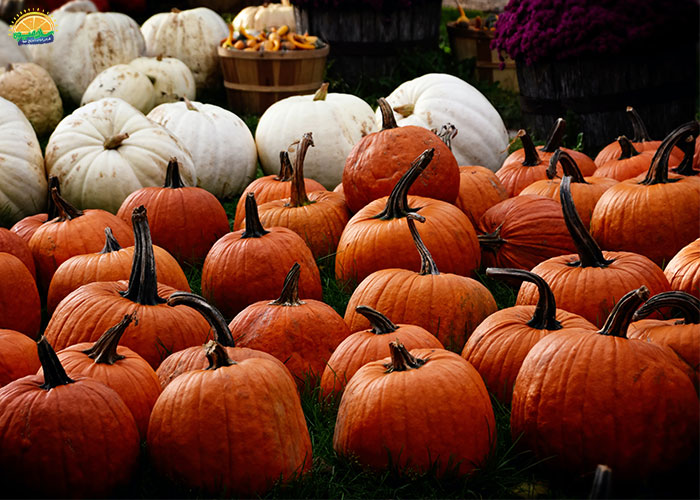 خواص و فواید کدو حلوایی برای سرماخوردگی