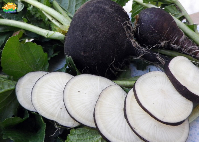 خواص و فواید ترب سیاه