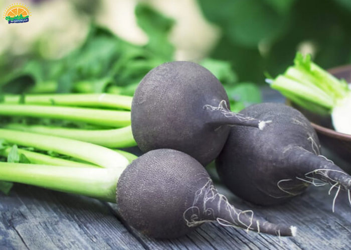  ترب سیاه سرشار از مواد مغذی و ویتامین‌ها