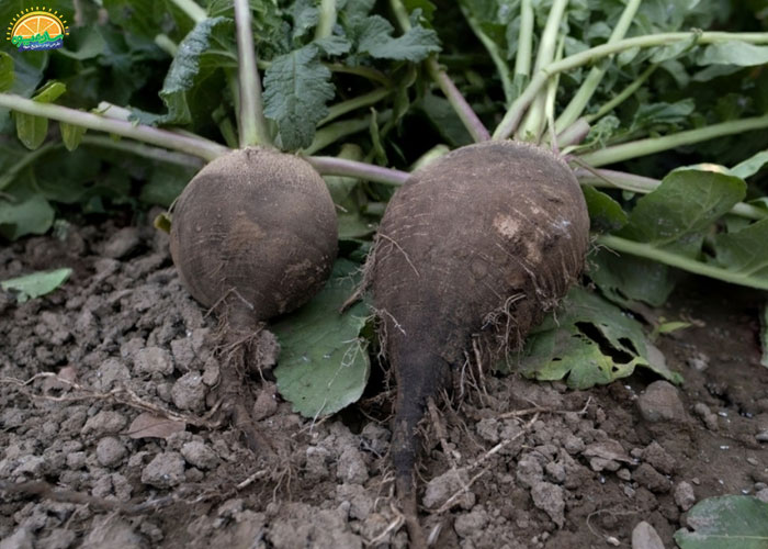 خواص و فواید ترب سیاه در بارداری