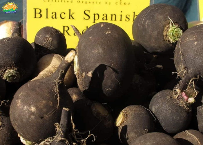  خواص آب ترب سیاه برای کاهش فشارخون 