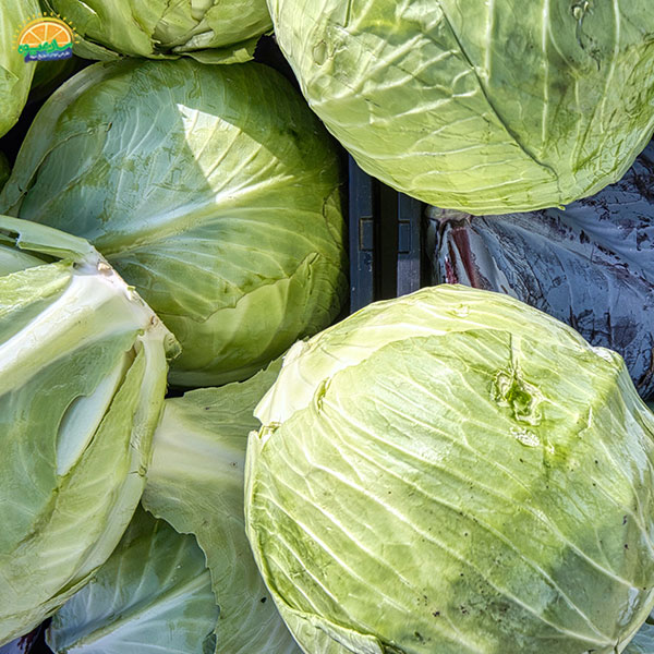 مصرف کلم سفید و جلوگیری از بروز التهابات
