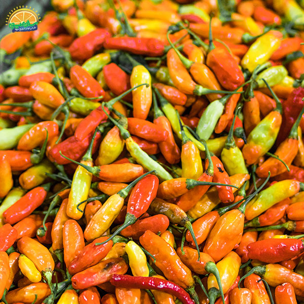 مواد مغذی فلفل کاپی