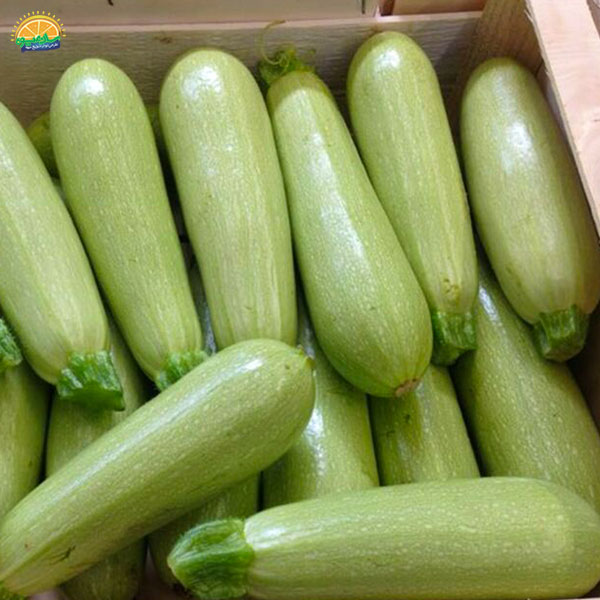 مصرف کدو سبز