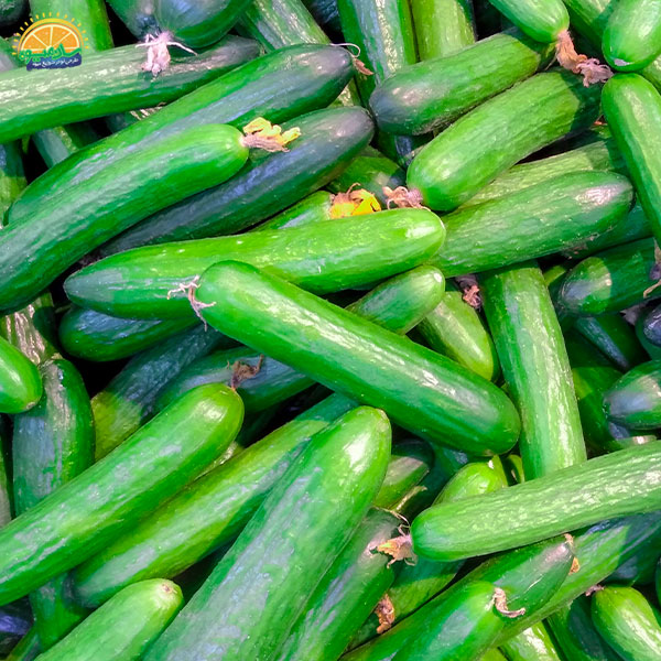 نکات خرید و نگهداری از خیار سالادی