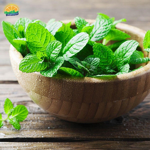 نعناء، خوش‌بو و اشتهاآور - عضو لژ نشین خانواده سبزی خوردن