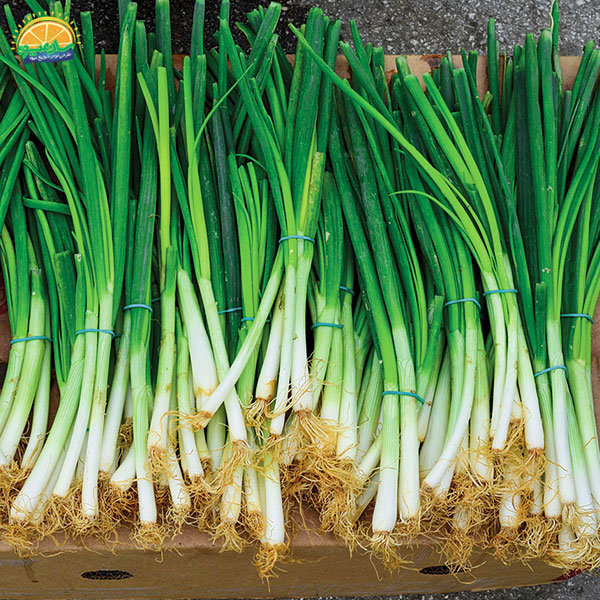 پیازچه، غنی از ویتامین C