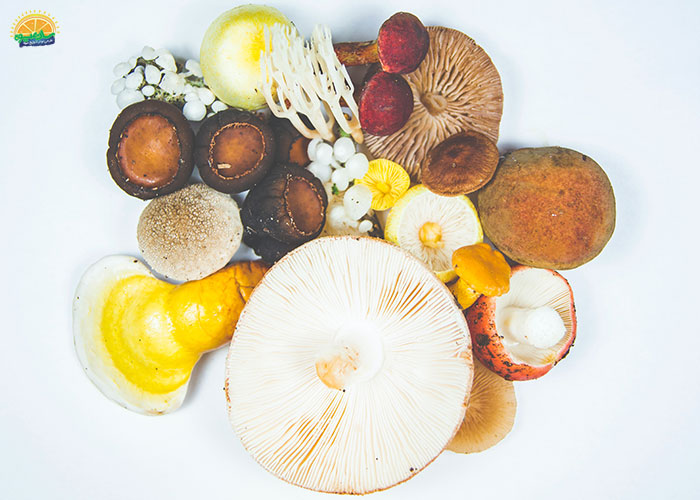 قارچ خوراکی - Mushroom