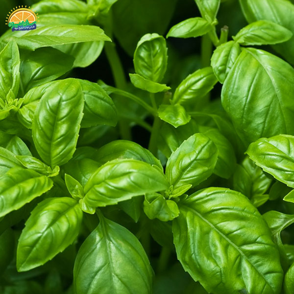 عضو جدایی ناپذیر سبد سبزی خوردن: ریحان‌، آرام‌بخش و خواب‌آور