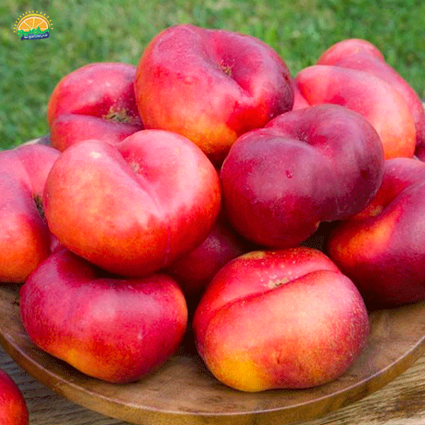 شلیل انجیری چیست؟