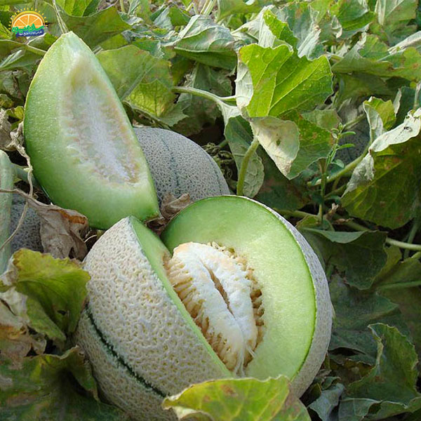 سلامت سیستم گوارشی با خوردن طالبی شاه پسند