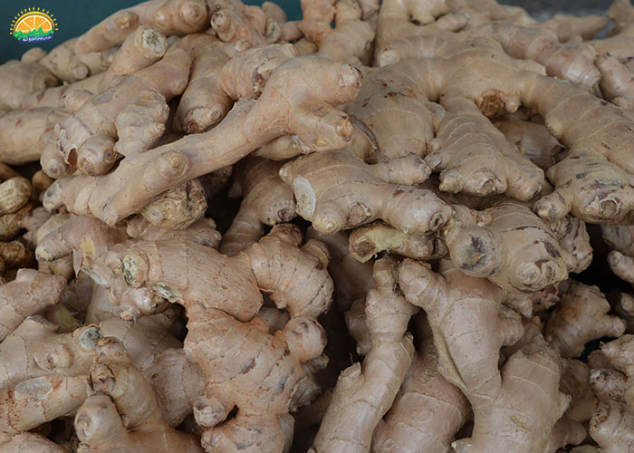 طبع زنجبیل در طب سنتی