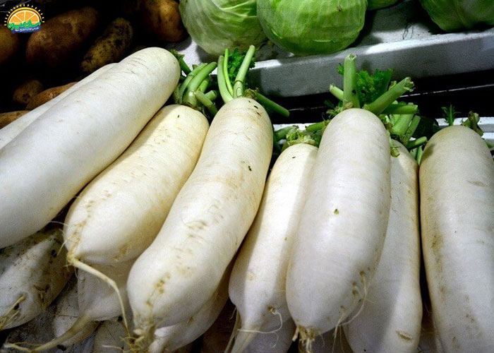 تهیه‌ی غذا با ترب سفید