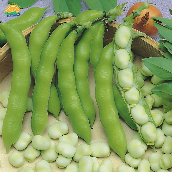 تقویت سیستم ایمنی بدن با خوردن باقالی