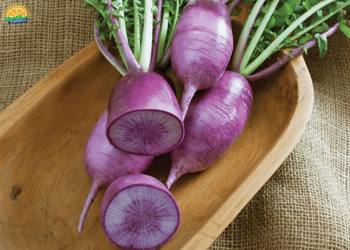 ترب سفید قلمی معروف به KN-Bravo 