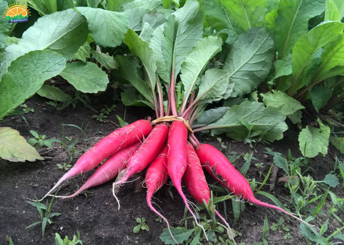 ترب سفید قلمی معروف به شونیکو 