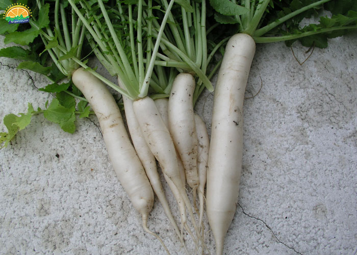  مینووز ژاپنی