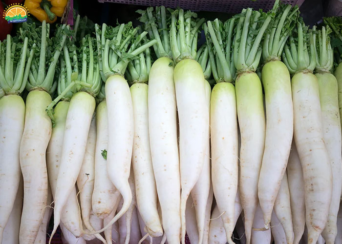 ترب سفید قلمی