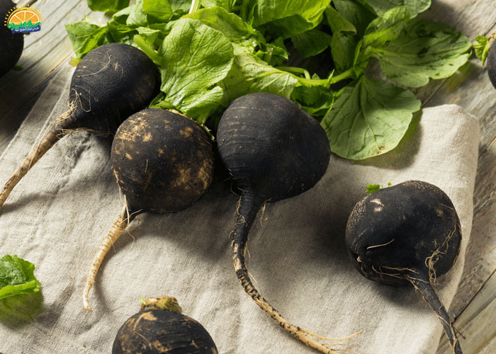 ترب سیاه چیست؟