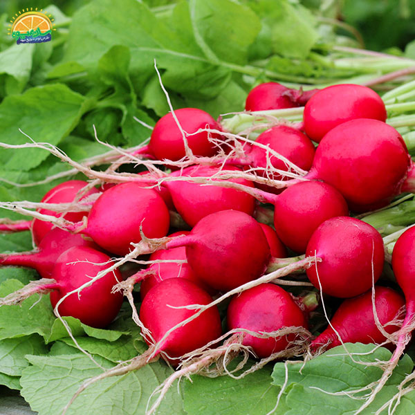 سبزی خوردن؛ تربچه و مبارزه با سلول‌های مخرب