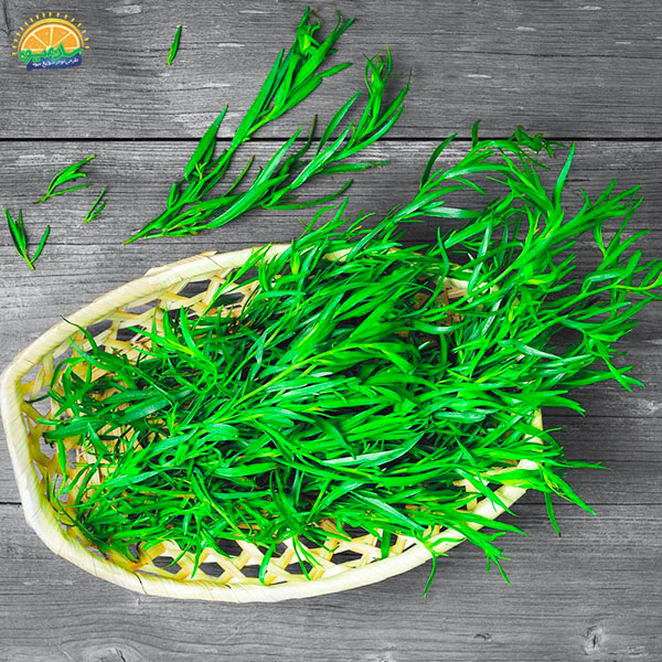 ترخون عضو میکروب کش بسته سبزی خوردن