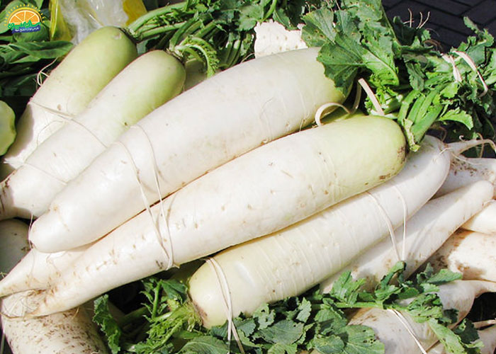 طریقه مصرف ترب سفید 