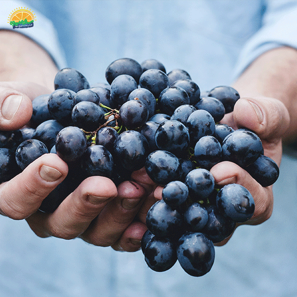 طریقهی شستن انگور یاقوتی