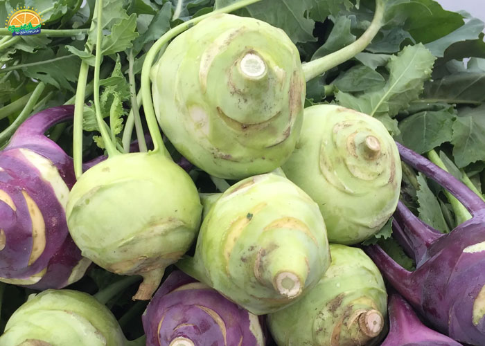 خرید کلم قمری