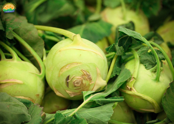 خواص کلم قمری برای درمان آسم