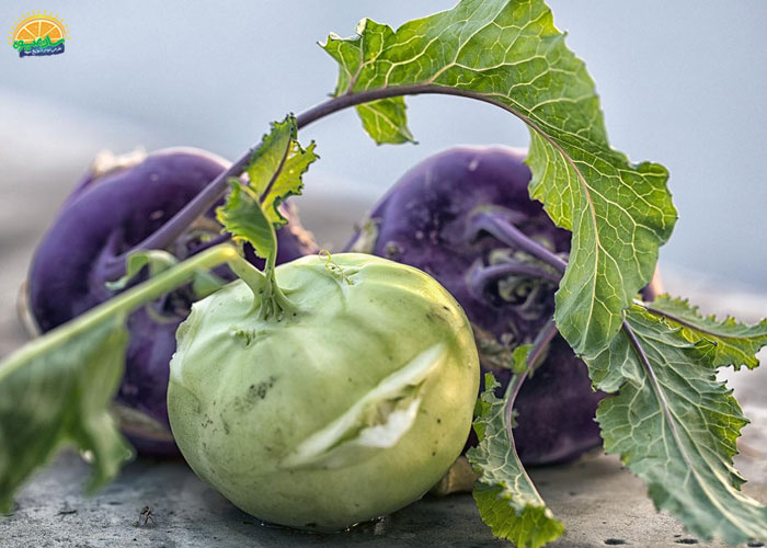 فواید کلم قمری برای دستگاه گوارش