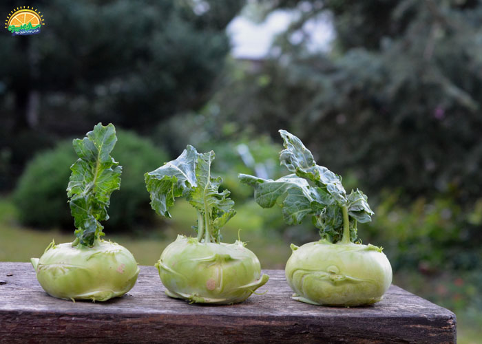 خواص کلم قمری برای مبارزه با سرطان