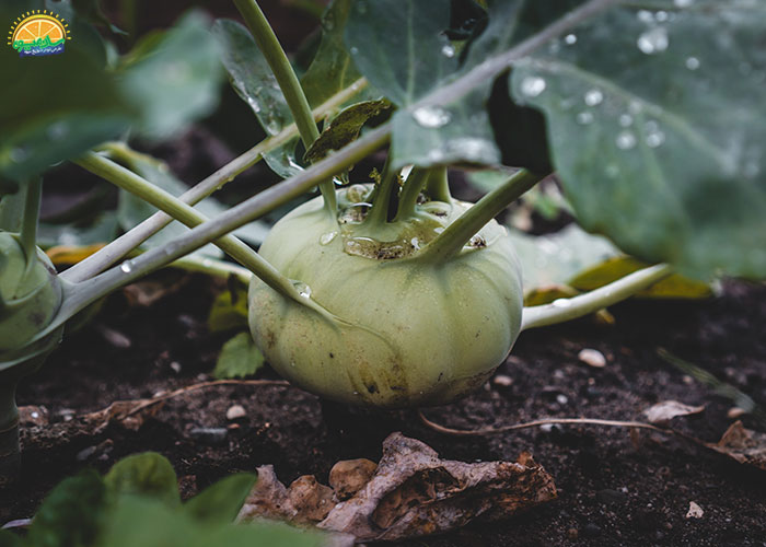 فواید کلم قمری برای افزایش متابولیسم بدن