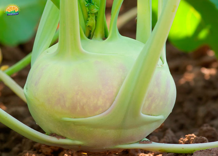 فواید کلم قمری برای افزایش سلامت چشم